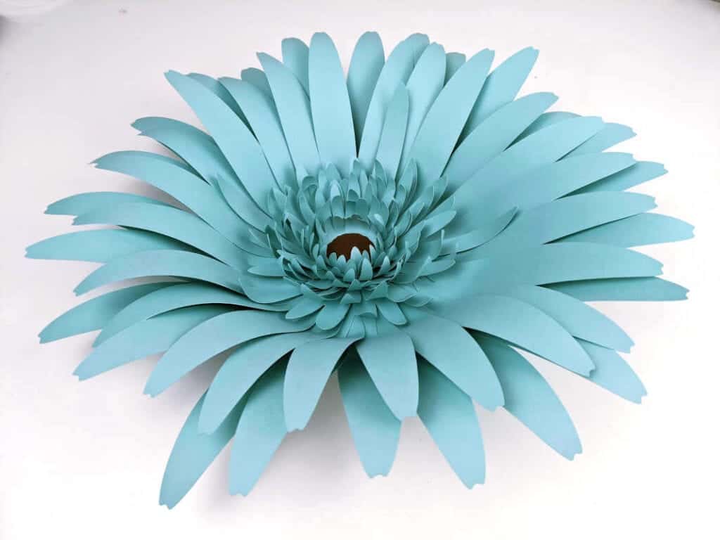Giant gerbera daisy